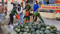 Giải cứu hàng trăm tấn dưa hấu giúp nông dân Quảng Nam “chạy ngập”