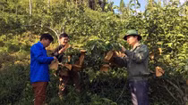 Nắng ấm bản sương giăng