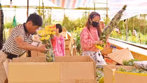 Nông dân Đà Lạt hào hứng mùa hoa sau Tết