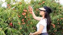 Chương trình du lịch "Hương sắc mùa hè Lục Ngạn"