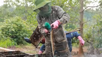 Mùa mật ong "đắng"
