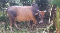 Bò nhà húc tử vong bà lão