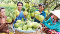 Giải bài toán "đầu ra" cho nông sản Đồng bằng sông Cửu Long