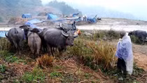Hơn 1.000 gia súc bị chết do giá rét