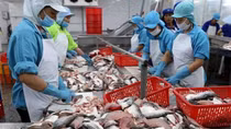 Xuất khẩu cá tra “hồi sinh”