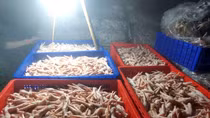 Hà Nội phát hiện hàng tấn chân gà đông lạnh không rõ nguồn gốc