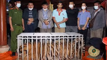 Hổ nặng hơn 2 tạ mua ở Nghệ An mang lên Điện Biên nấu cao