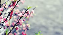 Lời mời tháng Giêng