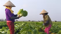 Vì sao nông dân điêu đứng với VietGAP?