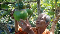 Cây trái “độc, lạ” mùa Tết