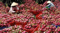 Tháo gỡ khó khăn, thúc đẩy tiêu thụ thanh long ở thị trường nội địa