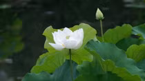 Lời cảm tạ