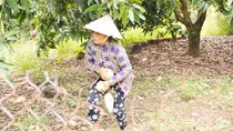 Nông dân lao đao vì bán cân xoài không mua nổi cốc trà đá