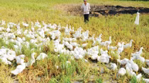 Khởi tố vụ án sát hại 101 con vịt