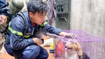 Những trái tim quả cảm sẽ còn đập mãi...