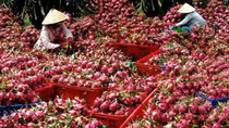 Không còn tồn đọng xe hàng ở cửa khẩu tỉnh Lào Cai