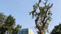 Hà Nội: Xót xa những hàng cây bị cắt tỉa trơ trụi