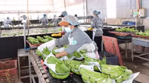 Cần “nhạc trưởng” trong điều phối, liên kết đầu ra cho nông sản