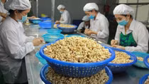 Để tránh rủi ro khi nhập khẩu điều nguyên liệu