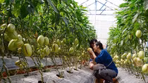 Làm du lịch từ sản xuất nông nghiệp