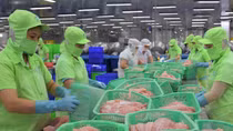Ngành hàng cá tra xuất khẩu đạt 2,4 tỷ USD