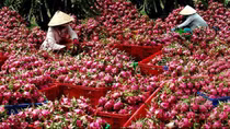 Hỗ trợ doanh nghiệp vừa và nhỏ khai thác hiệu quả thương mại điện tử