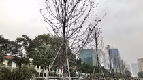 Hà Nội: Hàng loạt cây già cỗi, không đạt yêu cầu thẩm mỹ sẽ được thay thế