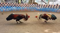 Bãi nhiệm tư cách đại biểu HĐND do tham gia đá gà ăn tiền