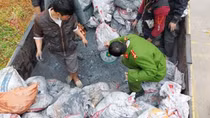 Đang vận chuyển gần 8 tấn quặng thì bị "tóm"