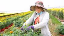 Người dân miền Tây tất bật chuẩn bị hoa, cây cảnh vụ Tết