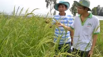 Bài 2: Nhức nhối với… gạo ngon nhất thế giới