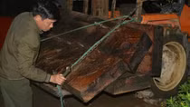 Kiểm lâm vây bắt “lâm tặc” lúc rạng sáng