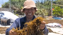 Mùa ăn rong ở xứ đảo