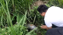 Nhiều cá lồng chết bất thường ở đập Trà Si