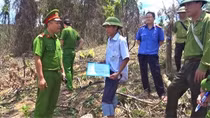 Phá rừng để trồng keo, 4 người bị khởi tố