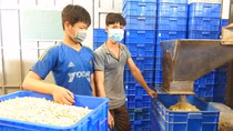 Doanh nghiệp chế biến hạt điều lao đao vì thiếu nguyên liệu