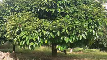 Cảnh giác việc thương lái mua lá măng cụt