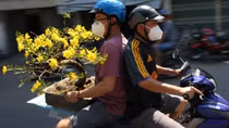 Mai vàng bung nụ này cuối năm, giá không giảm