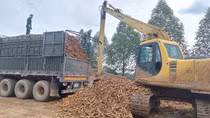 Giải pháp cho cây sắn nguyên liệu “đứng vững”