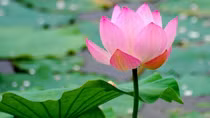 Mùa sen, nhớ Bác Hồ