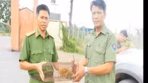 Cán bộ trại giam phát hiện cá thể động vật quý hiếm giao cho hạt kiểm lâm