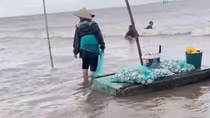 Nam Định: Hàng trăm tấn ngao dạt vào bờ biển, dân vui mừng vớt "lộc trời"