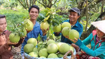 Bài toán đầu ra cho nông sản Tây Nam Bộ