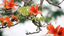 Ngắm hoa gạo, kiến trúc phong cách Đông Dương giữa lòng Hà Nội