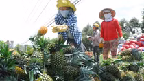 Kết nối đồng bằng, tìm đầu ra bền vững cho nông sản