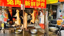 Tranh cãi quanh lễ hội thịt chó ở Quảng Tây, Trung Quốc
