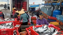 Một ngư dân trúng luồng cá “khủng” thu 250 tấn cá, lãi gần 2 tỷ đồng