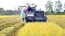 Để đất “Chín Rồng” vươn lên mạnh mẽ: Phát triển bền vững vùng ĐBSCL - Nhìn từ thực tiễn