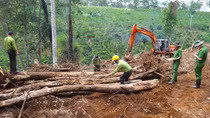 Tạm đình chỉ công tác Chủ tịch xã để xảy ra phá 1,9 ha rừng