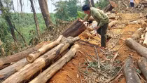 Làm rõ vụ đốn hạ trái phép rừng trồng phòng hộ JBIC ở Thừa Thiên - Huế